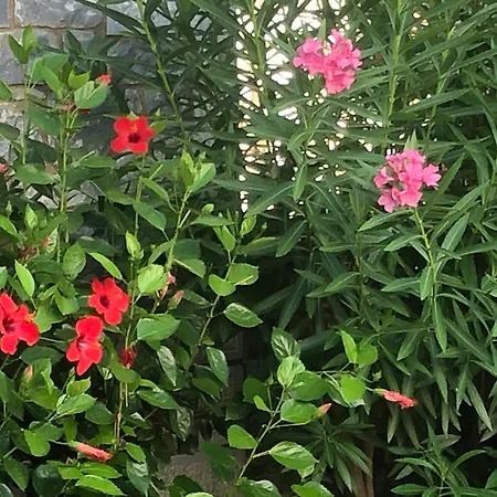 Vakantiehuis House Koula *