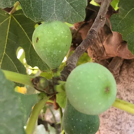 House Koula Agios Nikolaos (Mani)