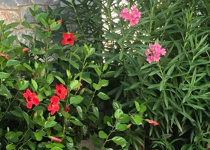 Semesterbostad House Koula *