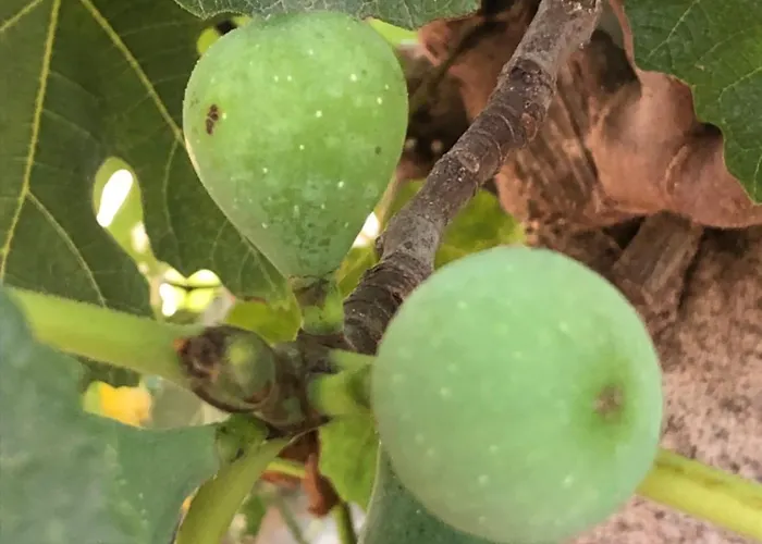 House Koula Agios Nikolaos (Mani)